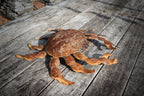 Large rusty metal Crab. Wall art sculpture image 4