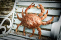 Large rusty metal Crab. Wall art sculpture image 0