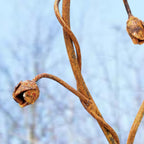 Rusty metal Climbing Rose Heart. Garden flower sculpture image 6