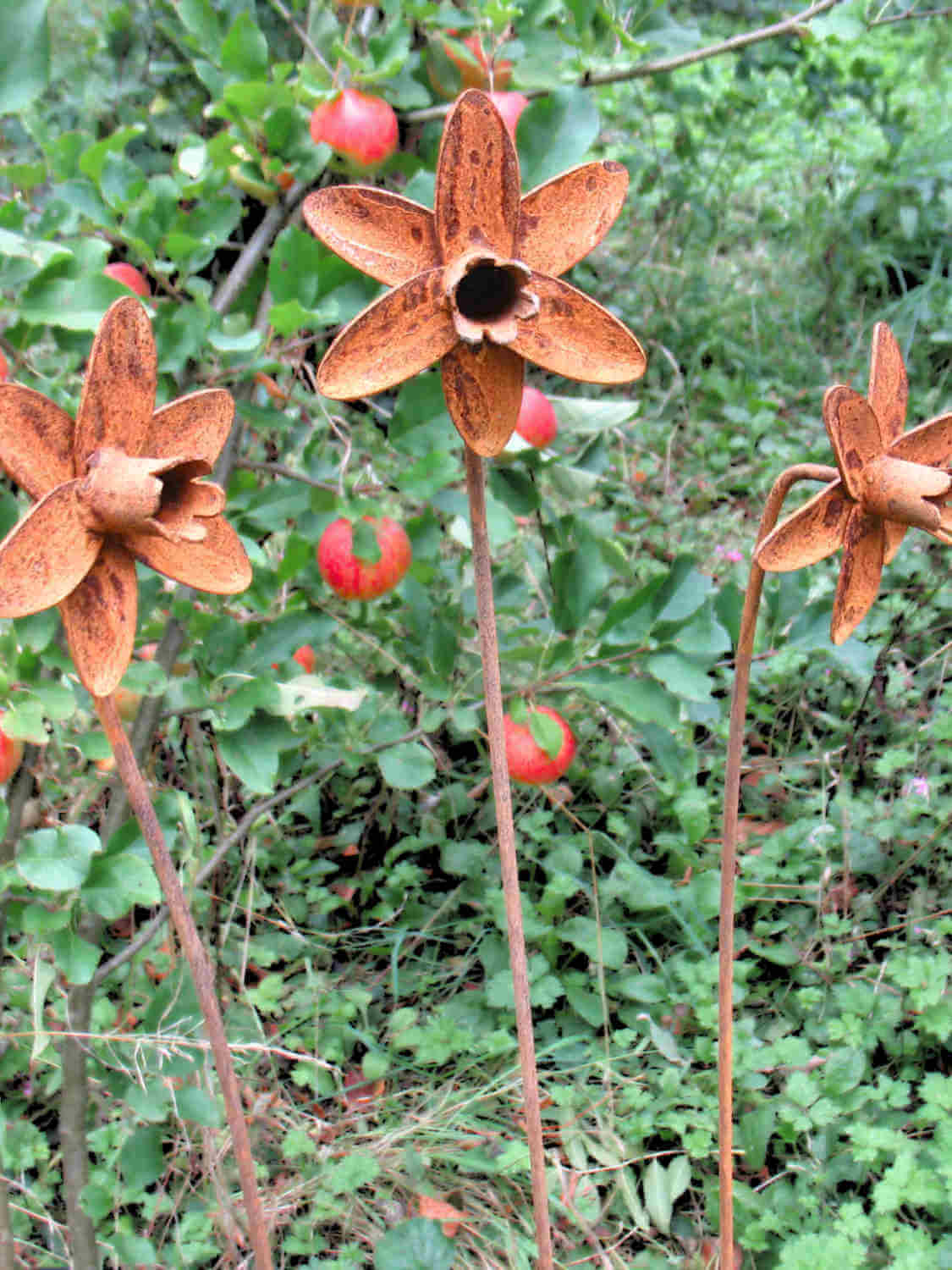 Rusty metal Daffodils sculptures standing in front of an apple tree in fruit.