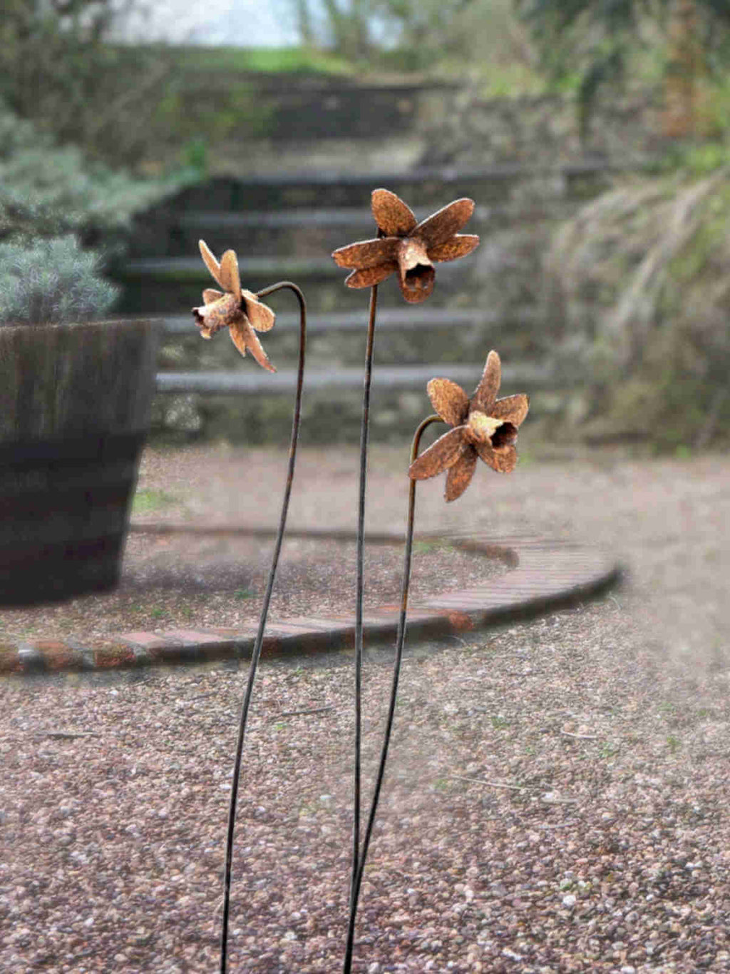 Rusty metal Daffodils with tall slender stems standing in front of a rustic oak barrel.