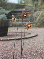 Rusty metal Daffodils with tall slender stems standing in front of a rustic oak barrel.