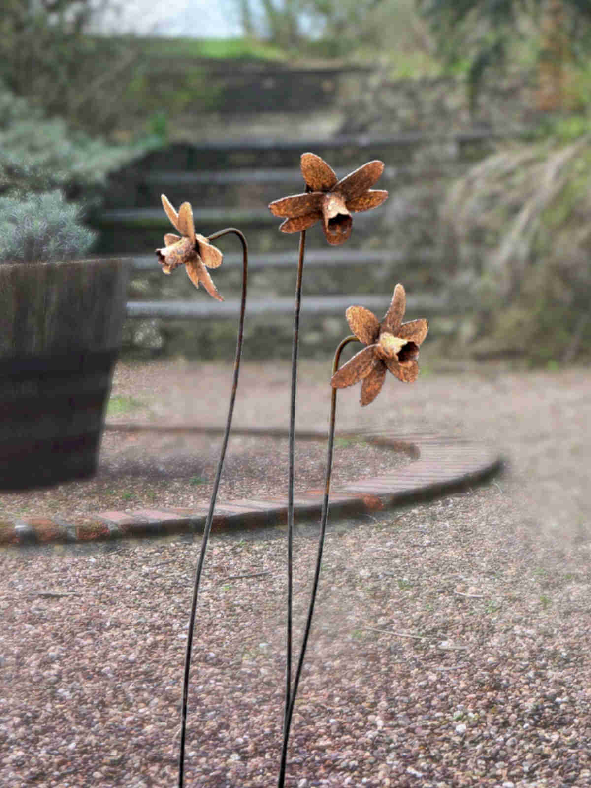 Rusty metal Daffodils with tall slender stems standing in front of a rustic oak barrel.