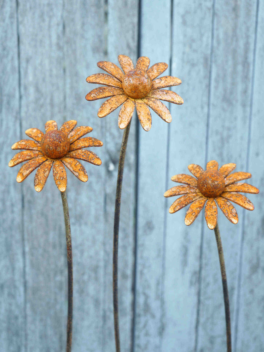 Three rusted metal daisy garden stakes with textured orange-brown flower heads and dark stems, set against a weathered blue-gray wooden fence.