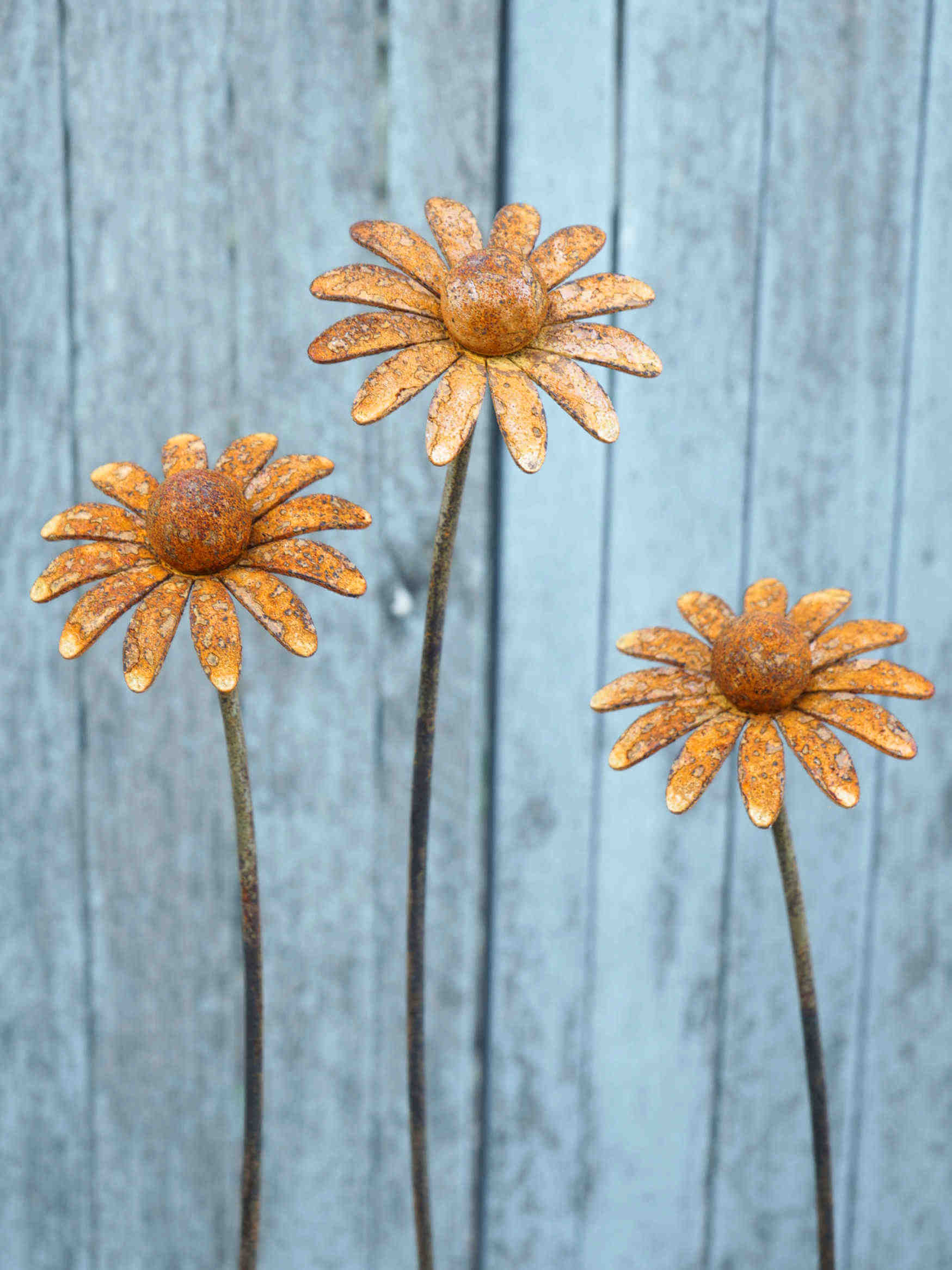 Three rusted metal daisy garden stakes with textured orange-brown flower heads and dark stems, set against a weathered blue-gray wooden fence.