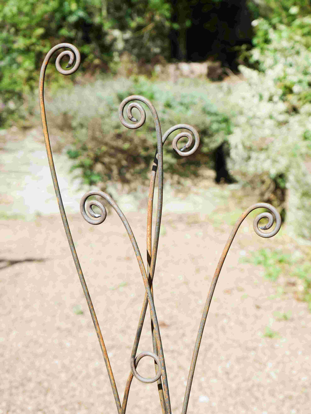 Rusty metal fern stems with intricate spiral tips in a garden setting