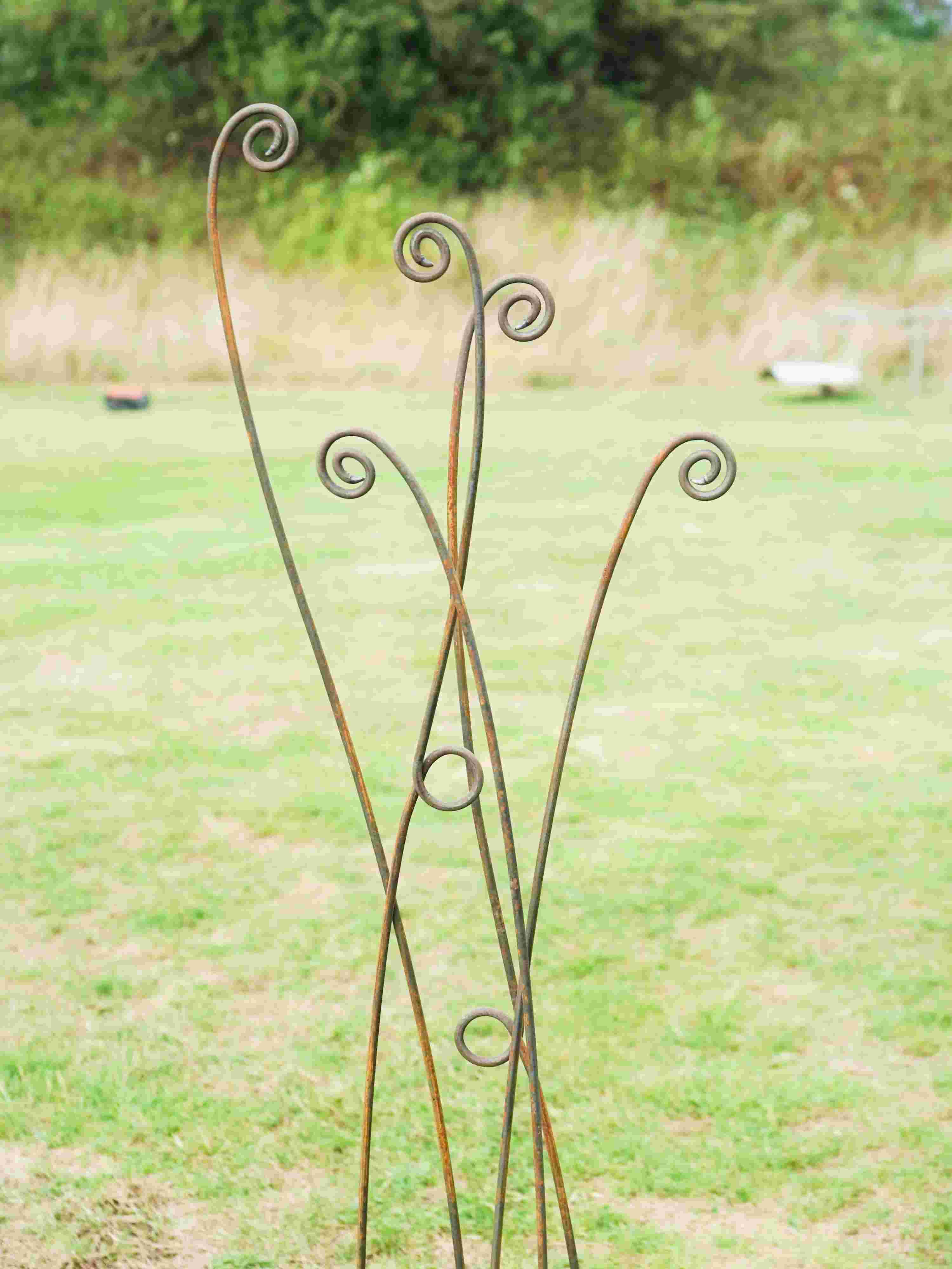 Rusty metal fern stems with intricate spiral tips on a grassy lawn