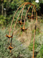 Rusty metal Fuchsias garden sculpture against a natural background