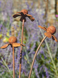 Rusty metal Heleniums stakes with a rustic finish against a blurred garden background.
