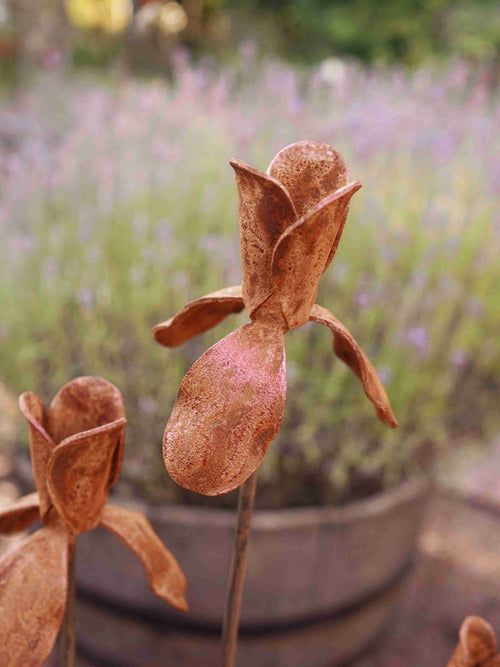 Close up image of a rusty metal Iris flower sculpture showing mottled rusty patina.
