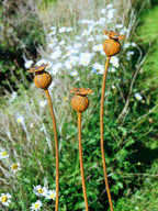 Decorative metal poppy seed head sculptures in a natural setting with greenery and white flowers.