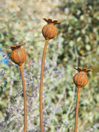 Three metal poppy seed heads with a blurred natural background