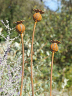 Three metal poppy seed heads on long stems against a blurred natural background
