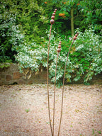 Rusty metal reed garden sculptures on a gravel path with greenery in the background