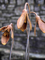 Rusty metal snowdrops against a blurred stone wall background