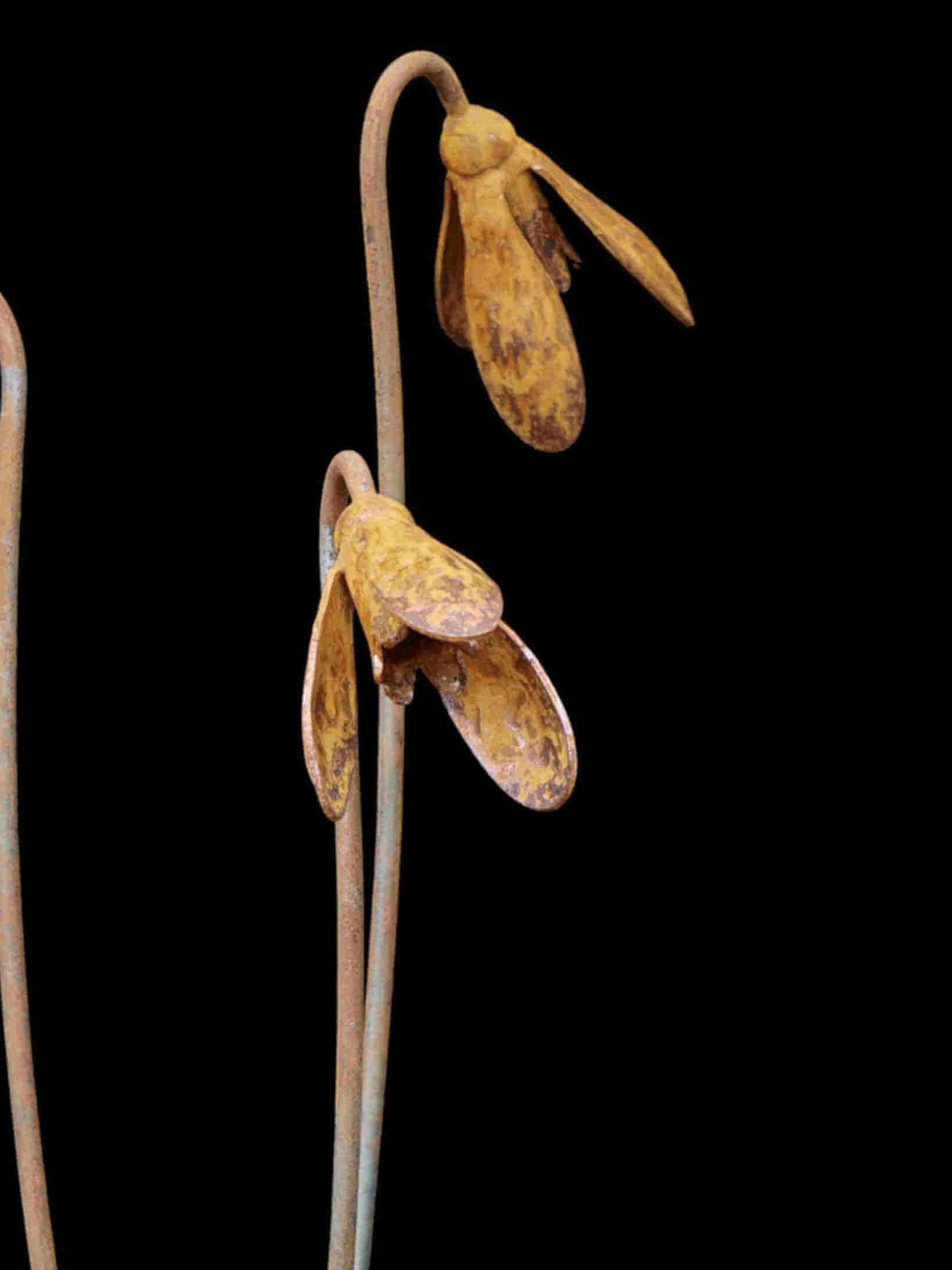 Rusty Metal Snowdrops closeup