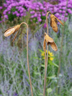 Rusty Metal Snowdrops against a blurred background of purple flowers