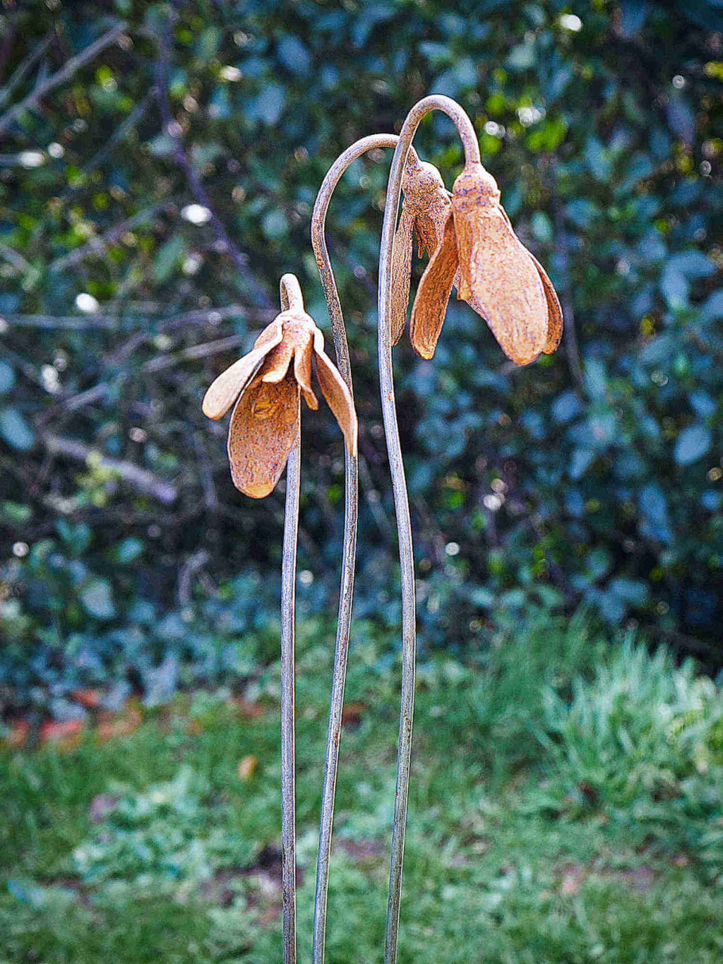 Rusty Metal Snowdrops  against a blurred natural background