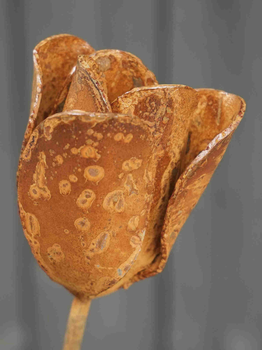 Close up image of a metal tulip flower sculpture showing the rusty patina finish